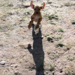 Brown boy - 9 wks