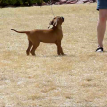Purple girl - 9 wks