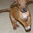 7 weeks old