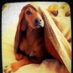 photo by Lisa Lippman
