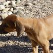 10 weeks old