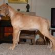 10 weeks old