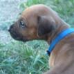 3 1/2 weeks old
