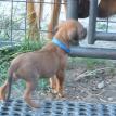 3 1/2 weeks old