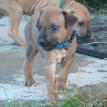 3 1/2 weeks old