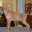 6 1/2 weeks old