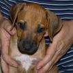 7 1/2 weeks old