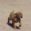 Teal girl "Chloe" - 9 wks