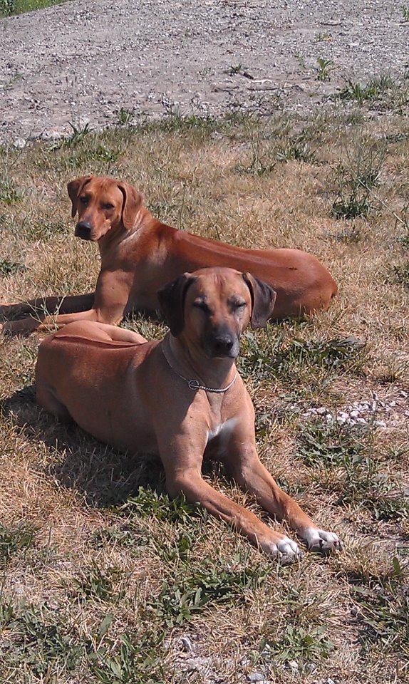 Lola (front), Petey (rear)